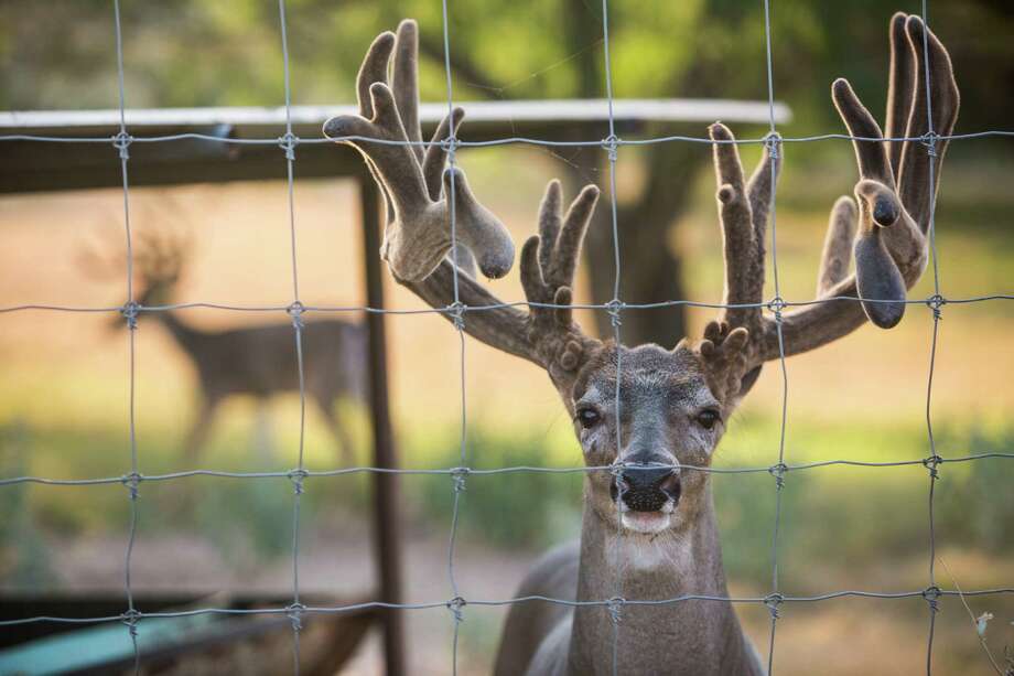 Disease response highlights Texas’ claim to own deer, even captive ones