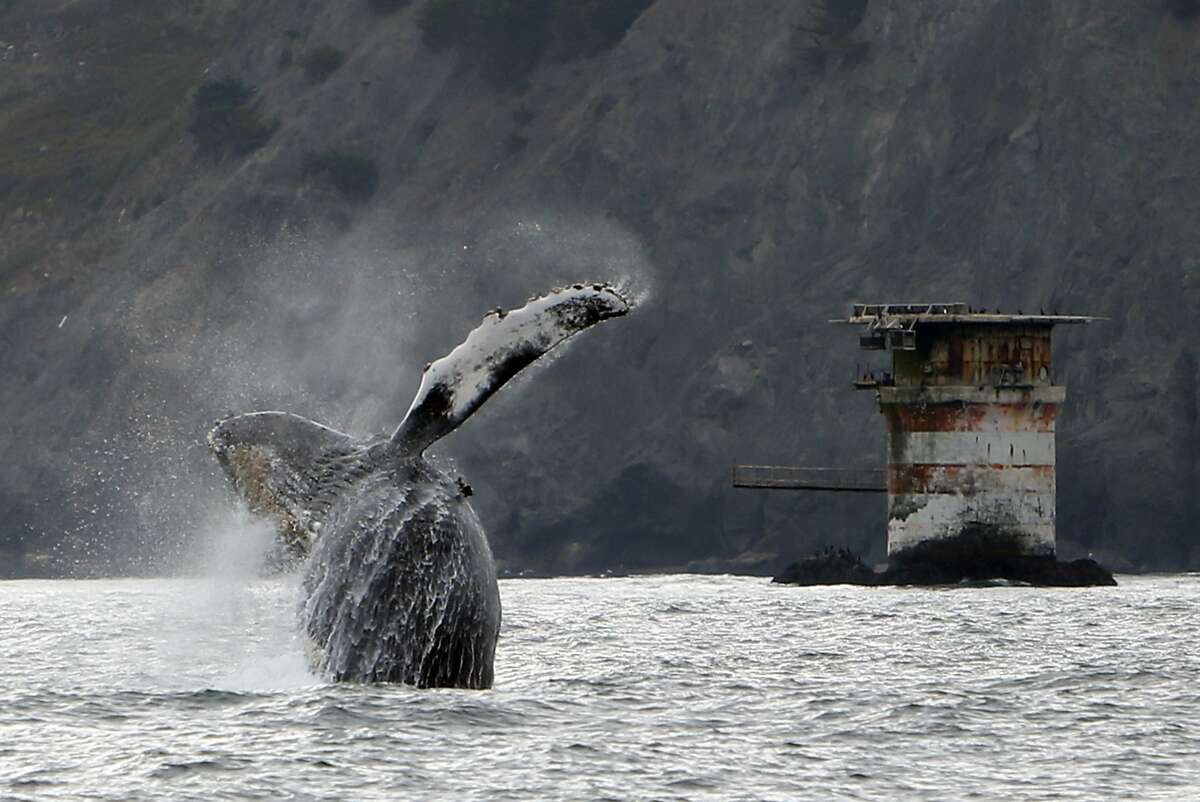 A humpback whale breaches west of the Golden Gate Bridge in San Francisco, Calif., on Saturday, Aug. 22, 2015.