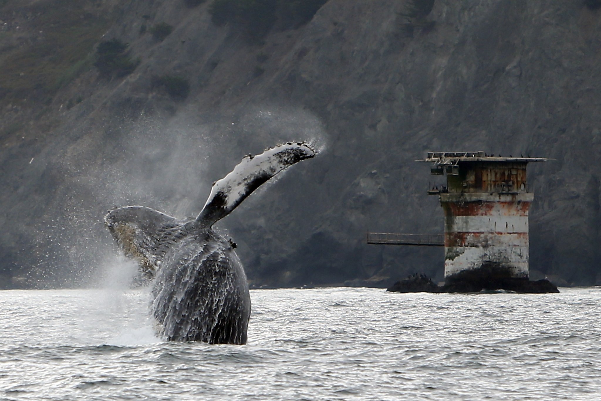Северное море киты. Эгейское море киты. Калифорния киты.