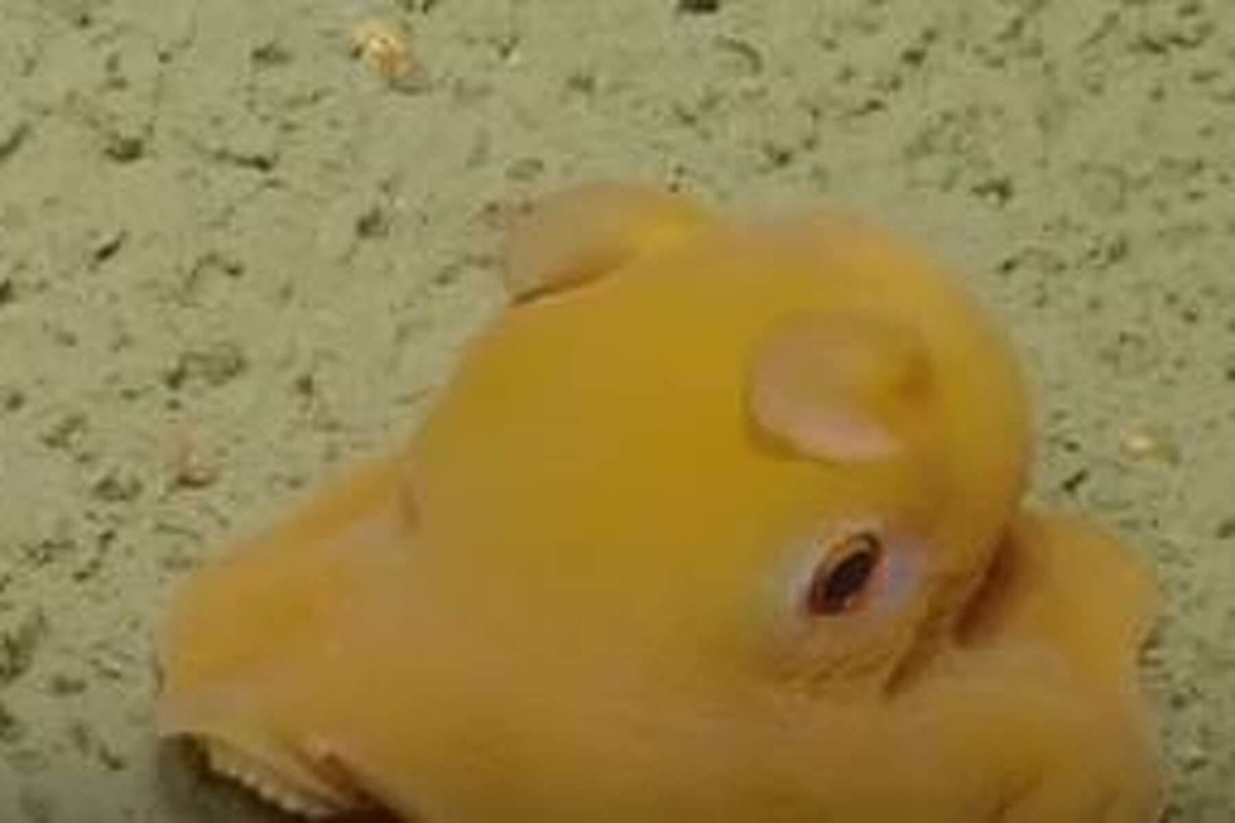 dumbo octopus dumbo octopus