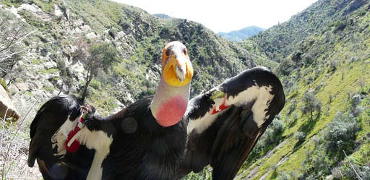 California condor in defensive position in California. (U.S. Fish and Wildlife Service)