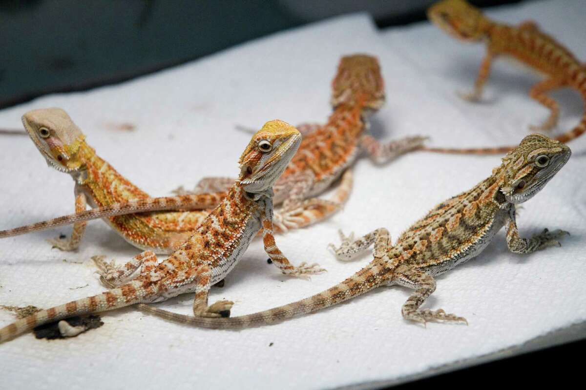 Reptiles and exotic animals are in the spotlight during Houston Repticon in Pasadena.﻿
