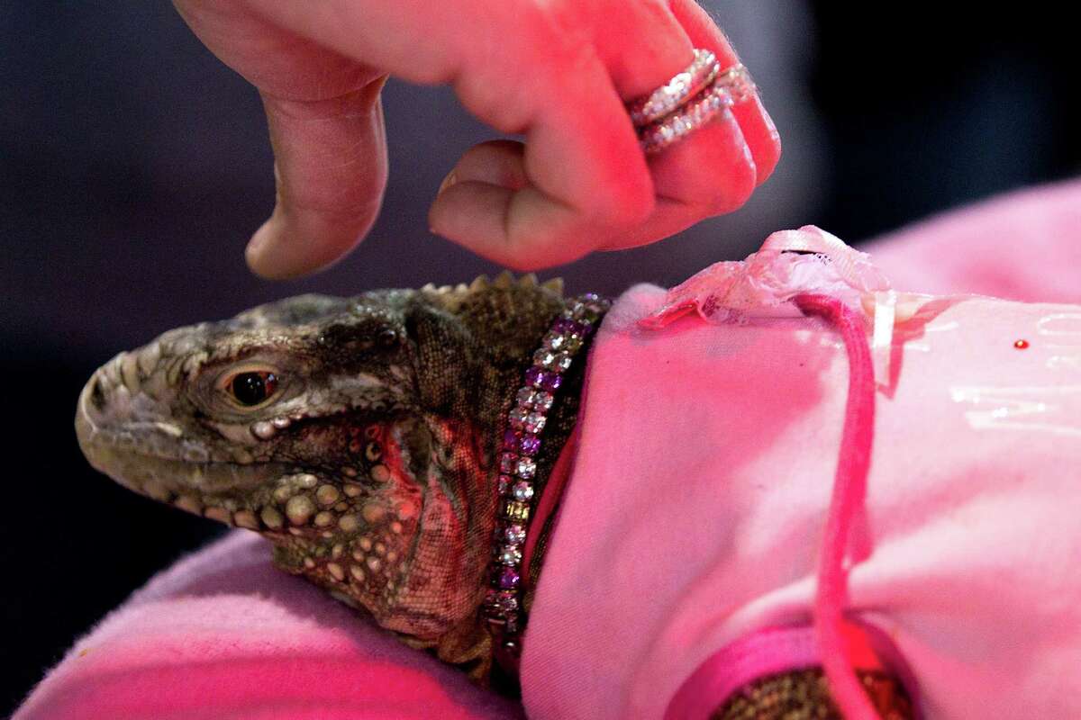 A cylura or rock iguana is shown at Repticon reptile and exotic animal convention at the Pasadena Convention Center and Fairground Saturday, Feb. 2, 2013, in Pasadena. ( Brett Coomer / Houston Chronicle )