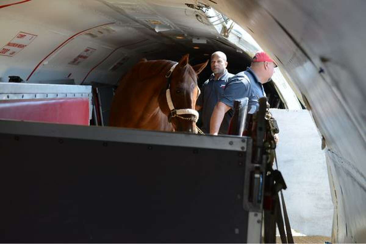 Fans at airport call American Pharoah's arrival 