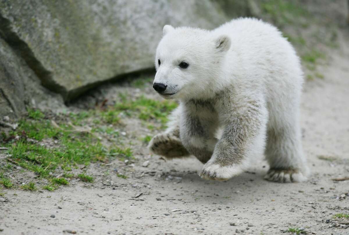 Knut the Polar Bear