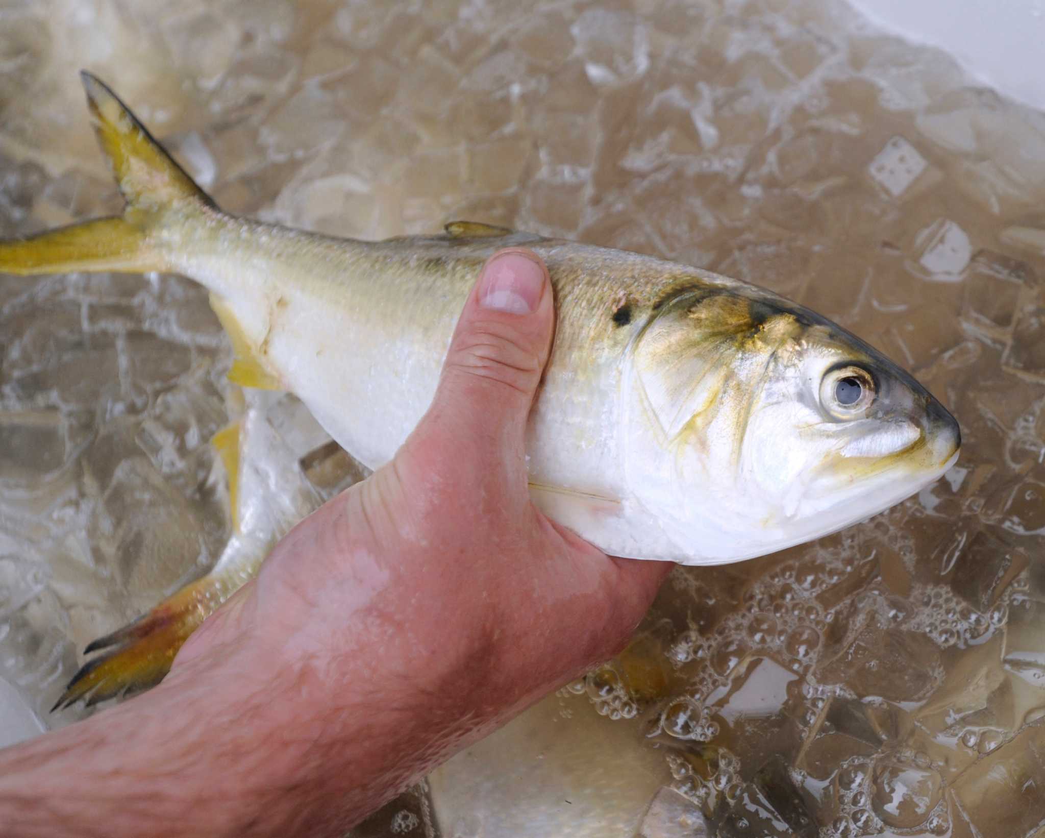 Fair fishing? Polygraph testing used in local bluefish tournament