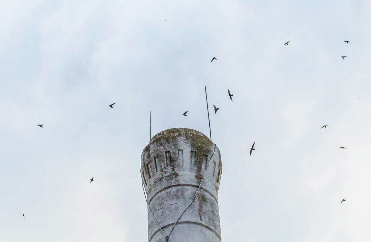 Chimney swifts are congregating en mass in advance of ﻿their migratory journey to South America.﻿
