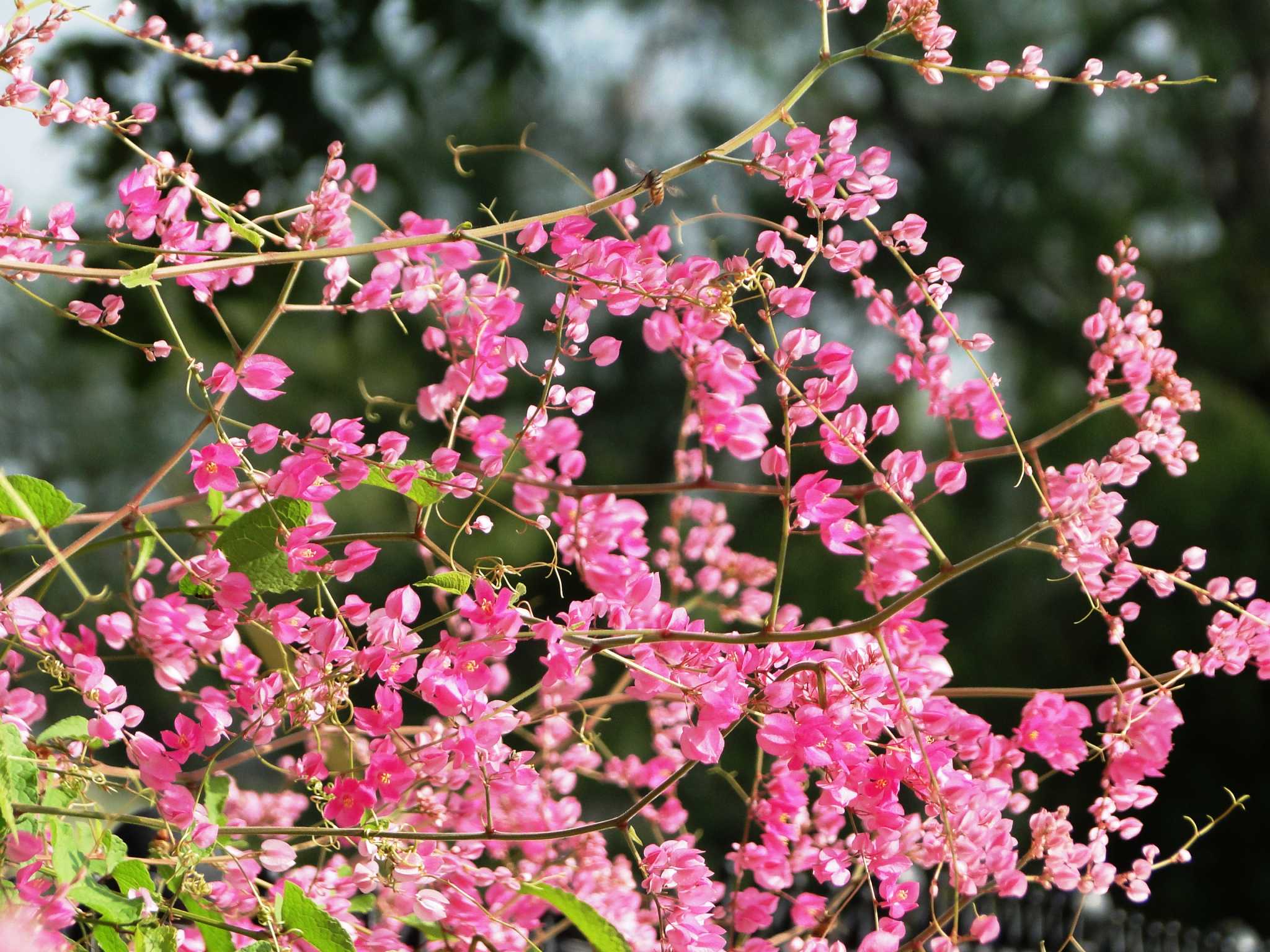 Good to grow: Coral vine