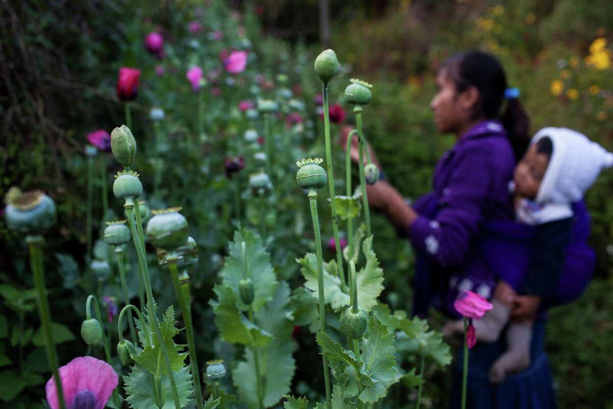 ﻿A woman with her child on her back scratches poppy pods to extract opium crude in 2010 in Xalpatlahuac, Mexico﻿. In response to a growing market north of the border, ﻿Mexican farmers are enlisting children to harvest opium.﻿