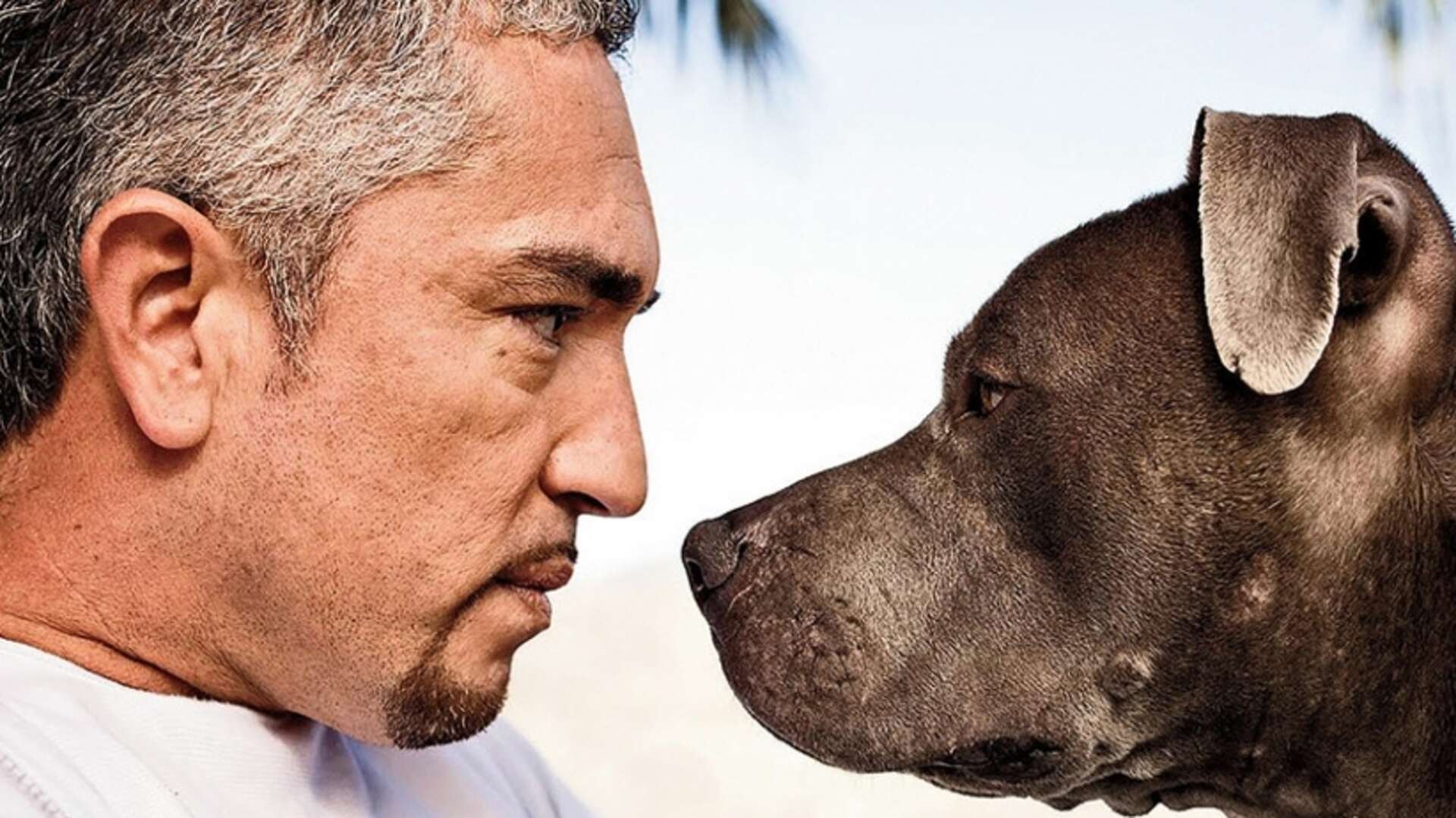 Dog Whisperer' Cesar Millan Investigated for Animal Cruelty