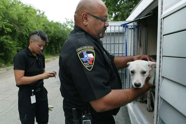 San Antonio Reaches No Kill Goal But Acs Has Sights Set Even Higher