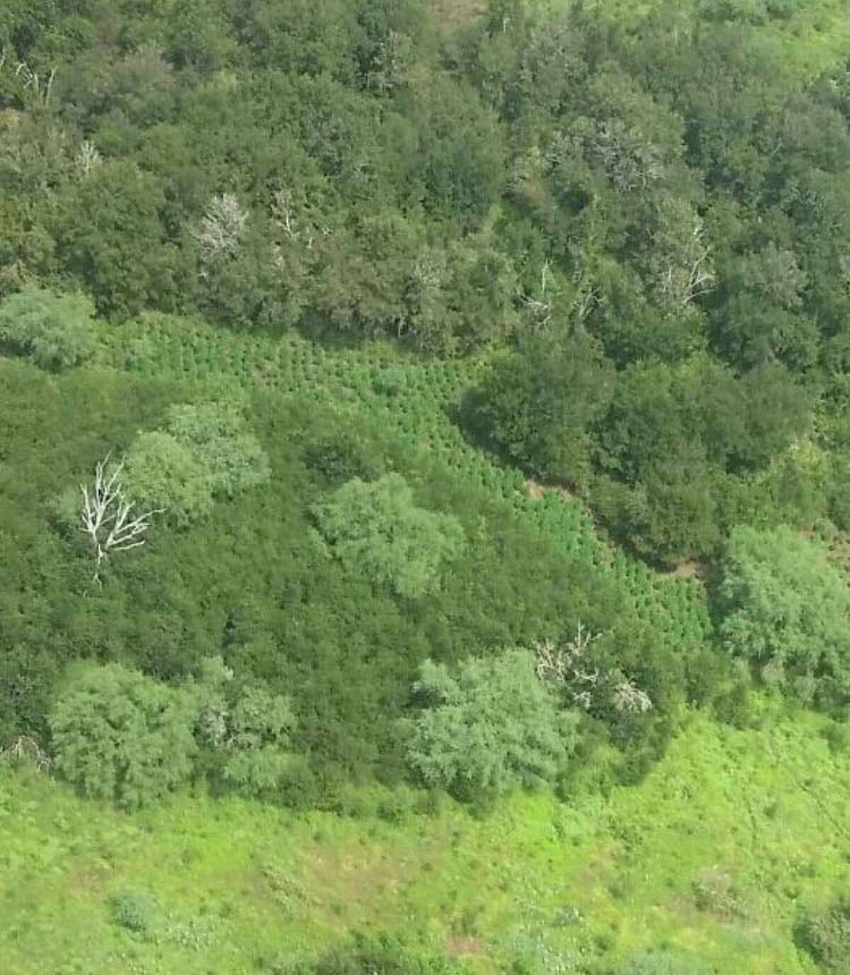 DEA and Austin County officials found and destroyed 8,653 marijuana plants and other items after a DEA helicopter discovered a pot farm Aug. 26 in Austin County.