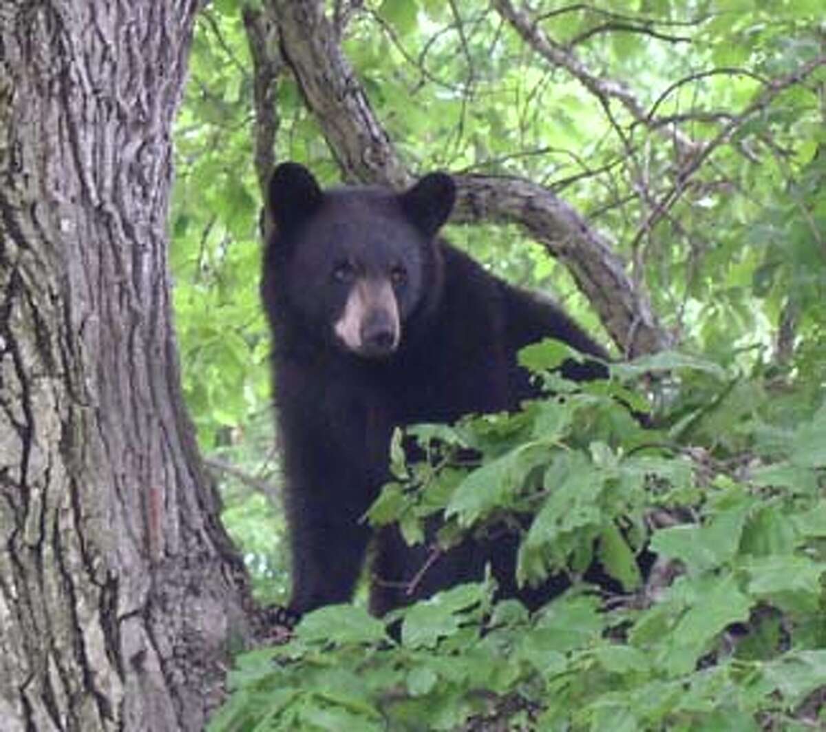 A black bear similar to this one was found shot dead on Roxbury Land Trust property last week.