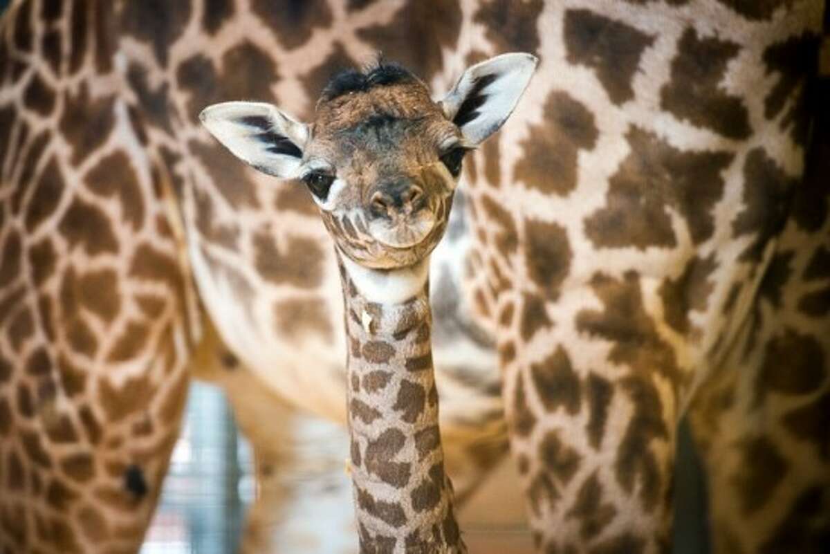 Houston Zoo welcomes new baby tapir into the family