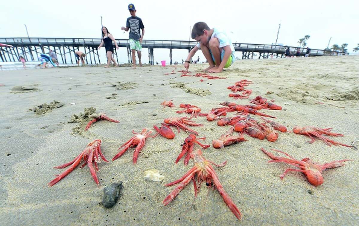 El Niño is heating up Pacific Ocean, beautiful swarm of red crabs an