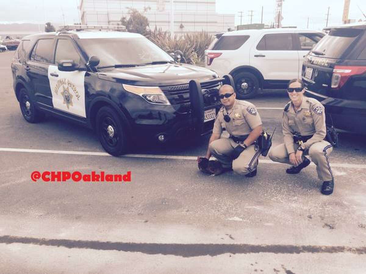 CHP Oakland officers tweeted this photo after they caught a chicken walking through traffic at the Bay Bridge toll plaza. The fowl slowed down the morning commute just before the Bay Bridge toll plaza early Wednesday morning, Sept. 2, 2015.