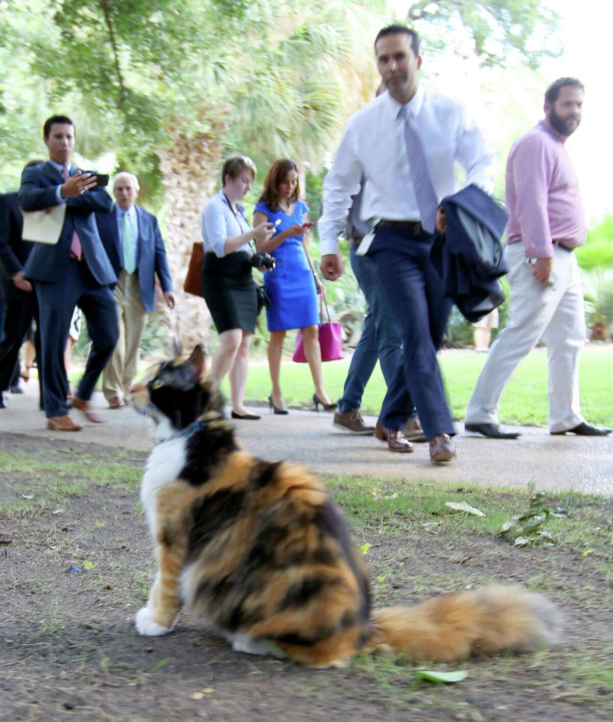 Texas Land Commissioner George P. Bush walks Wednesday toward Bella, the Alamo Cat, while on a tour of the Alamo grounds. Bush was in San Anotnio to celebrate the $31.5 million the General Land Office received to help preserve and develop the Alamo.