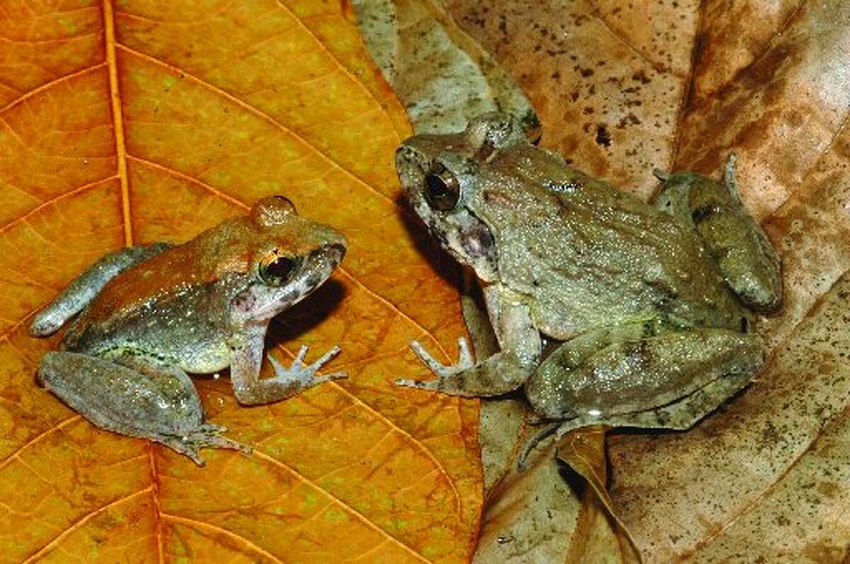 Female and male frogs at a leaf happy hour