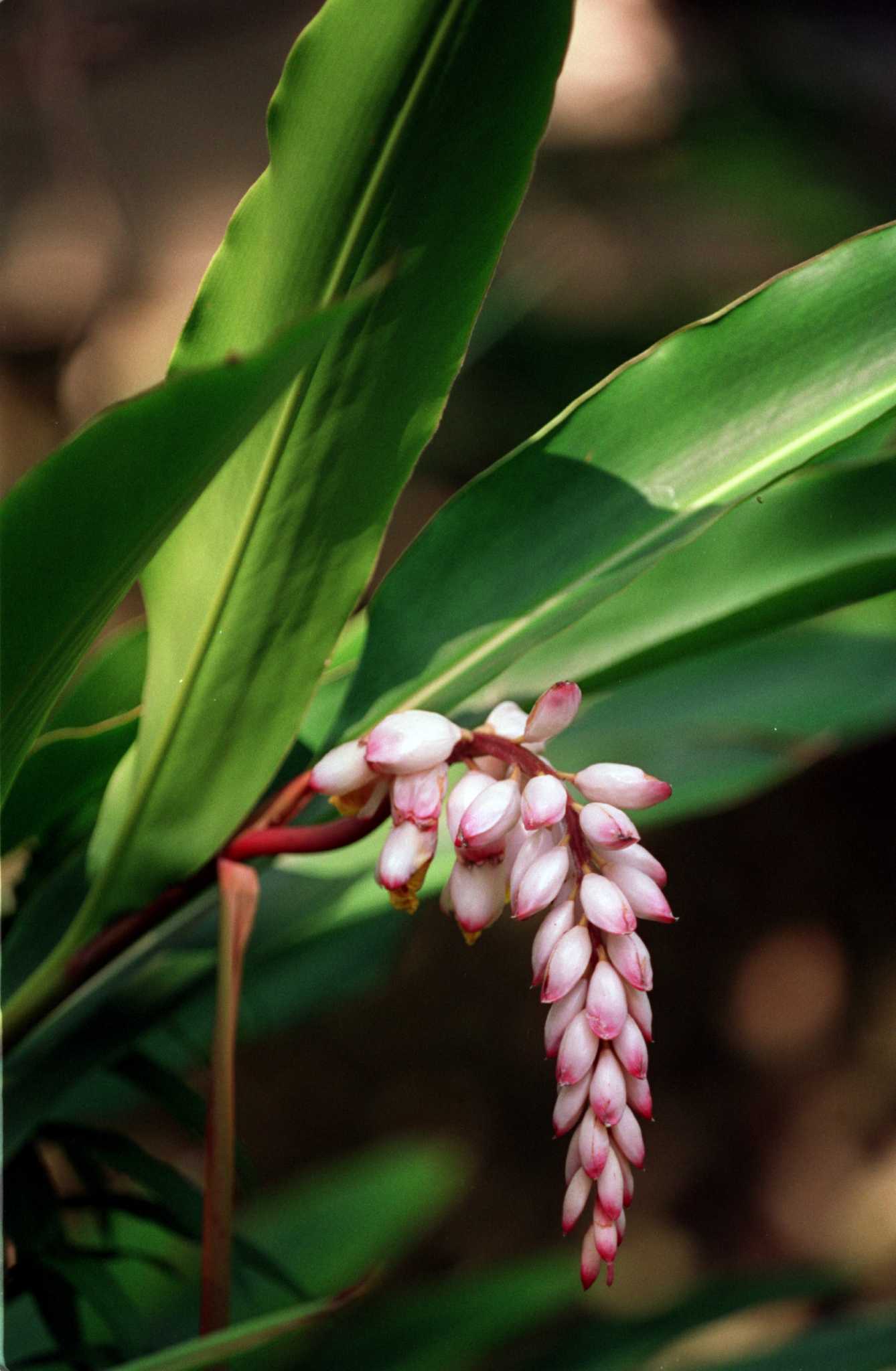 Culinary gingers are easy to grow, harvest