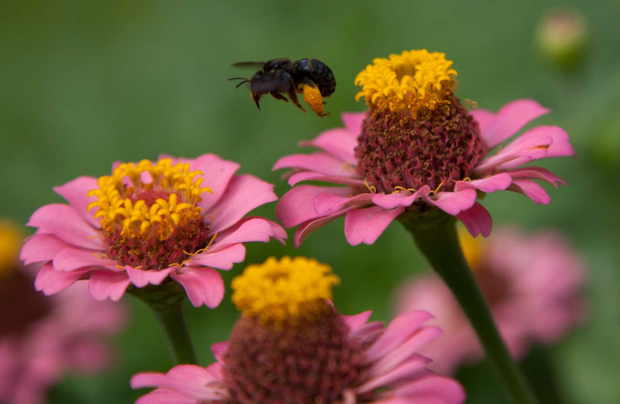 reseeding-plants-keep-popping-up