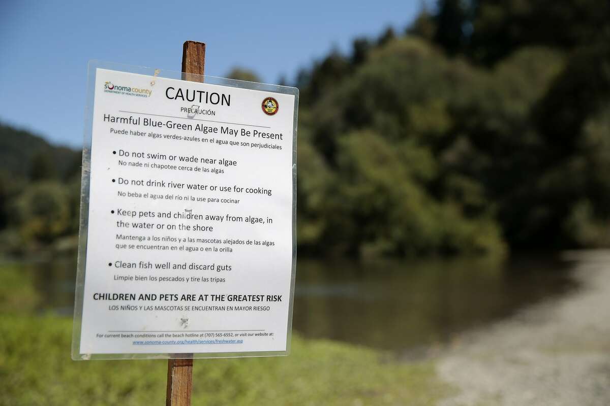 A sign is posted at Sunset Beach Park in Forestville warning people of the harmful blue-green algae present in the Russian River, California, Friday, September 4, 2015. A potentially harmful blue-green algae has been detected in the Russian River. Authorities are considering closing beaches and advising people to stay out of the river over the holiday weekend. A dog that came in contact with the poisonous algae died on Thursday, and two other dogs suspected of suffering a similar fate earlier this summer. Ramin Rahimian/Special to The Chronicle