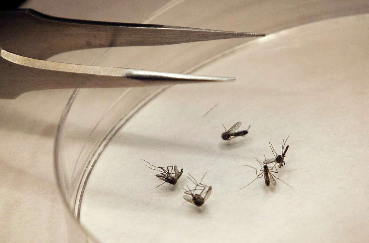 In this Aug. 16, 2012 file photo, mosquitos are sorted at the Dallas County mosquito lab in Dallas.