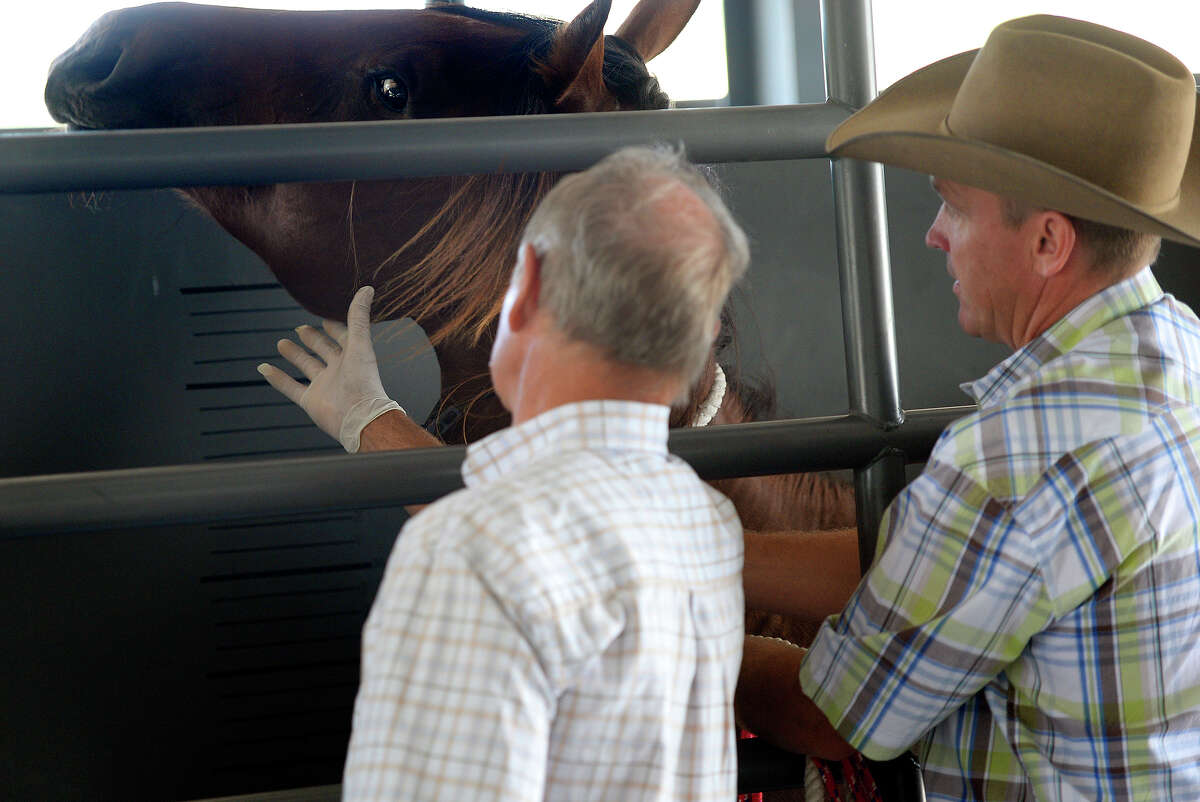 ﻿Dr. Steven Cribley, left, and Garret Leonard, director at Dumb Friends League Harmony Equine Center, evaluate the health of a mare on Thursday in Franktown, Colo. ﻿The 31 mares that arrived Tuesday at the center are among the 200 quarter horses rescued in Conroe eventually to be adopted﻿. Another shipment of 30 horses arrived on Friday﻿. ﻿