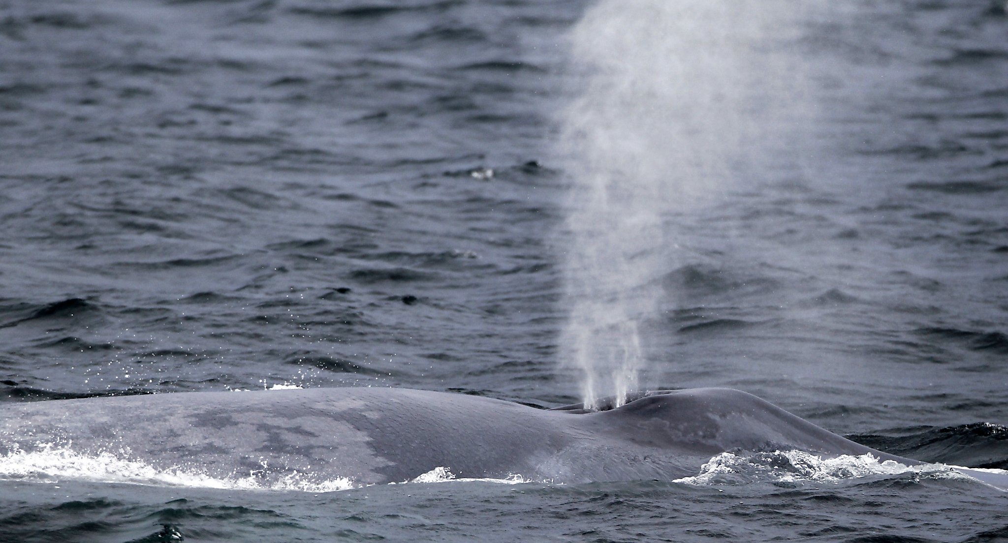 Most blue whales are 'righties,' except for this one move