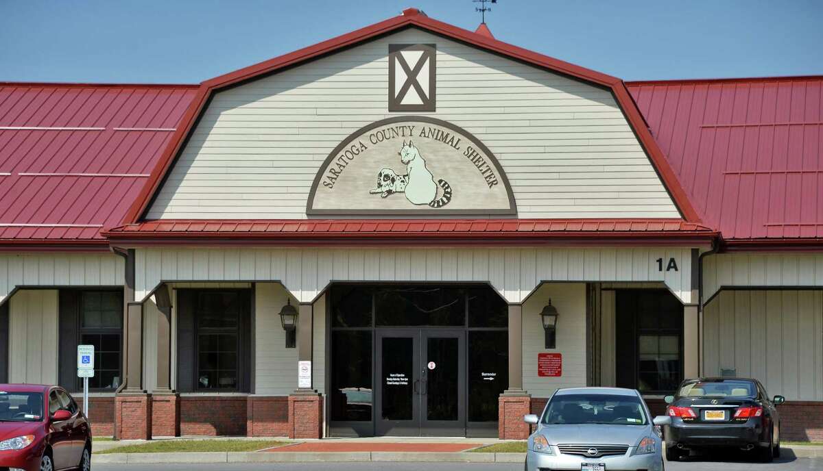 Get Animal Shelter Saratoga Gif - Temal