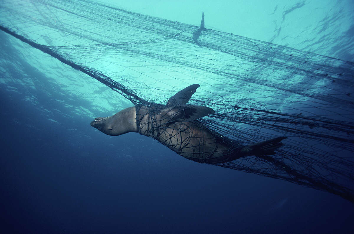 A sea lion trapped in a "ghost net." Abandoned and lost fishing gear catches and strangles marine creatures over and over again.