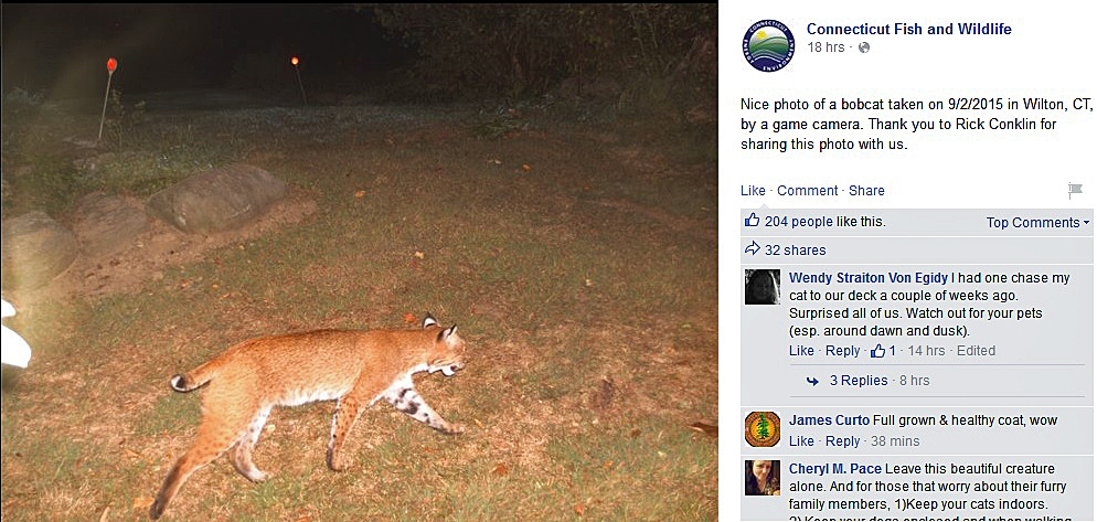 Bobcat on the prowl in Boonton, report says 