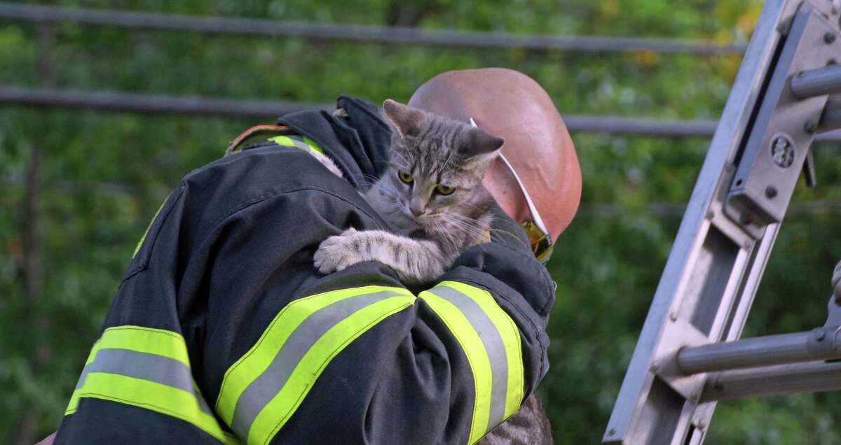 Firefighters To The Rescue Stranded Kitten Plucked From Tree