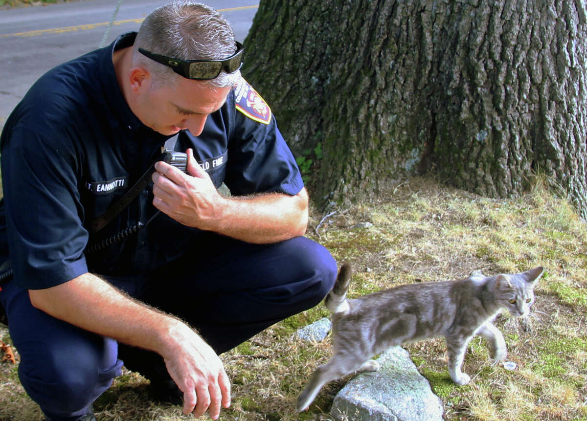 Firefighters to the rescue! Stranded kitten plucked from tree