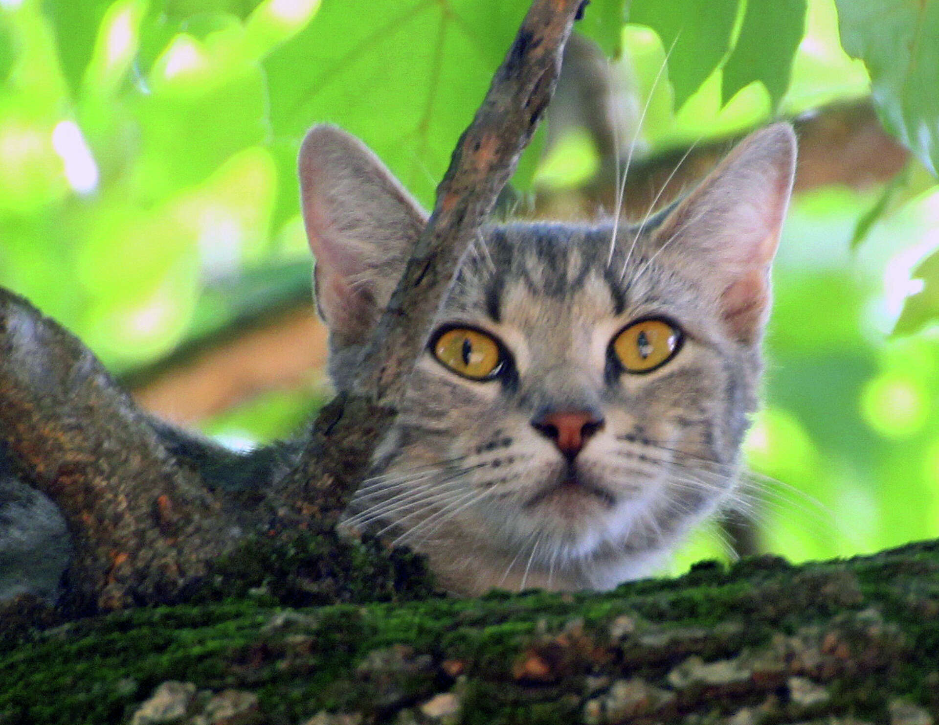 Firefighters to the rescue! Stranded kitten plucked from tree