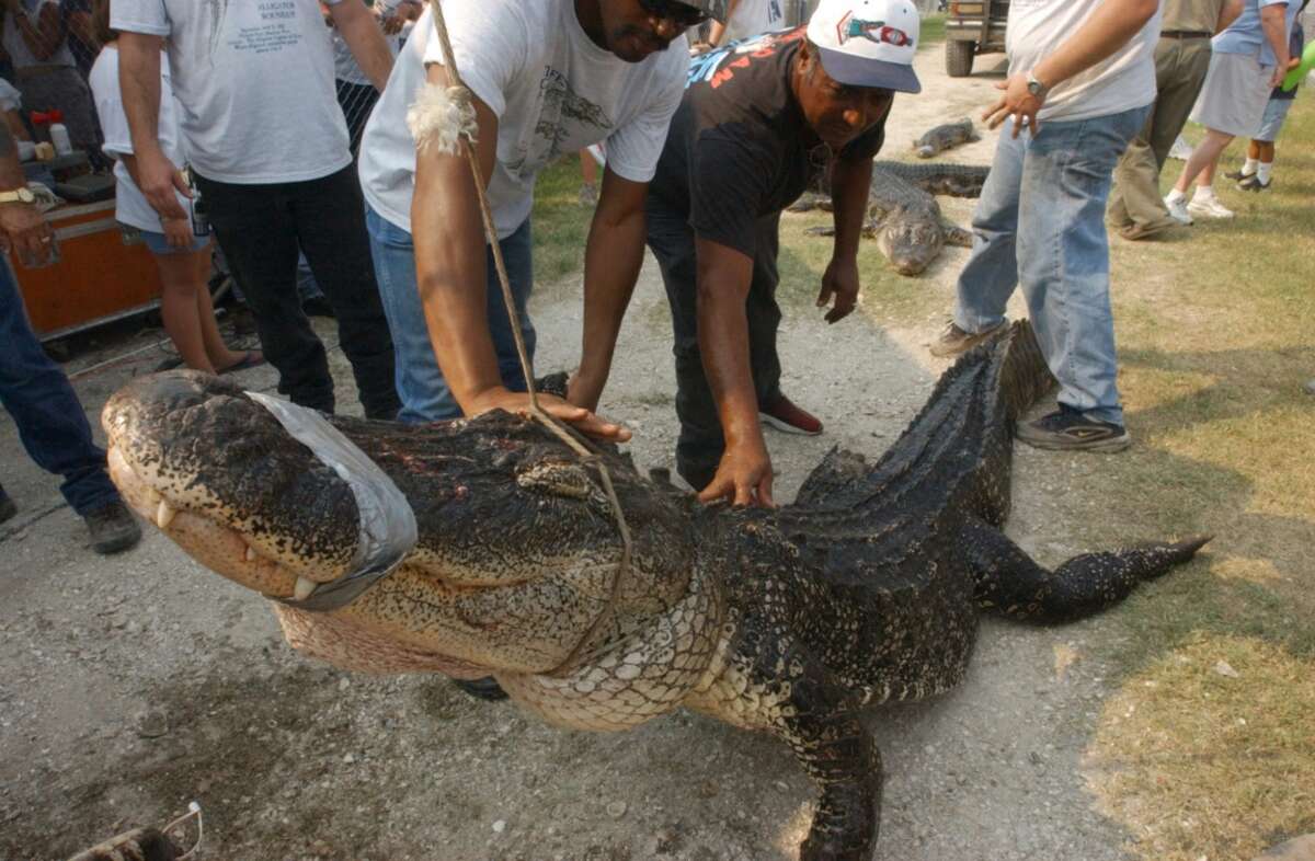 Volunteers with The Great Texas Aligator Roundup lower a 12 foot 4 inch aligator down from the scales after it weighed in at 556 pounds at the 2002 Texas Gatorfest at Fort Anahuac Park in Anahuac. Enterprise file photo