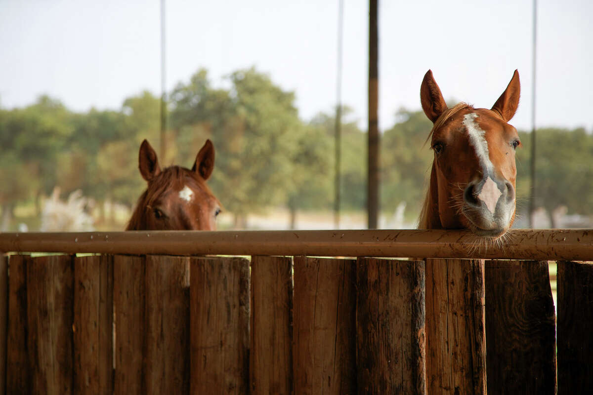 Alice Walton of famed Walmart family selling 19.75 million Texas horse