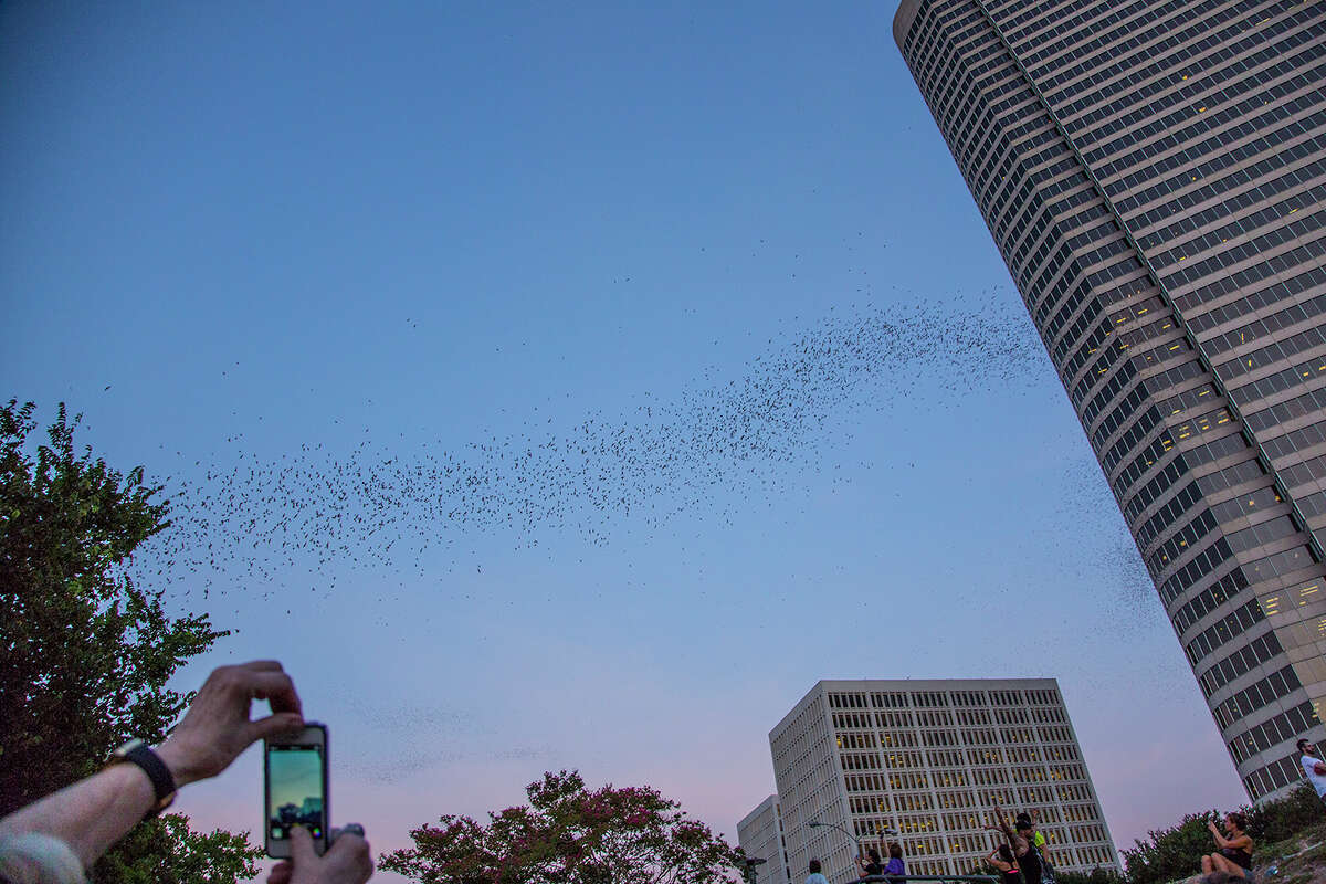 Myth busting separates bat fact from fiction