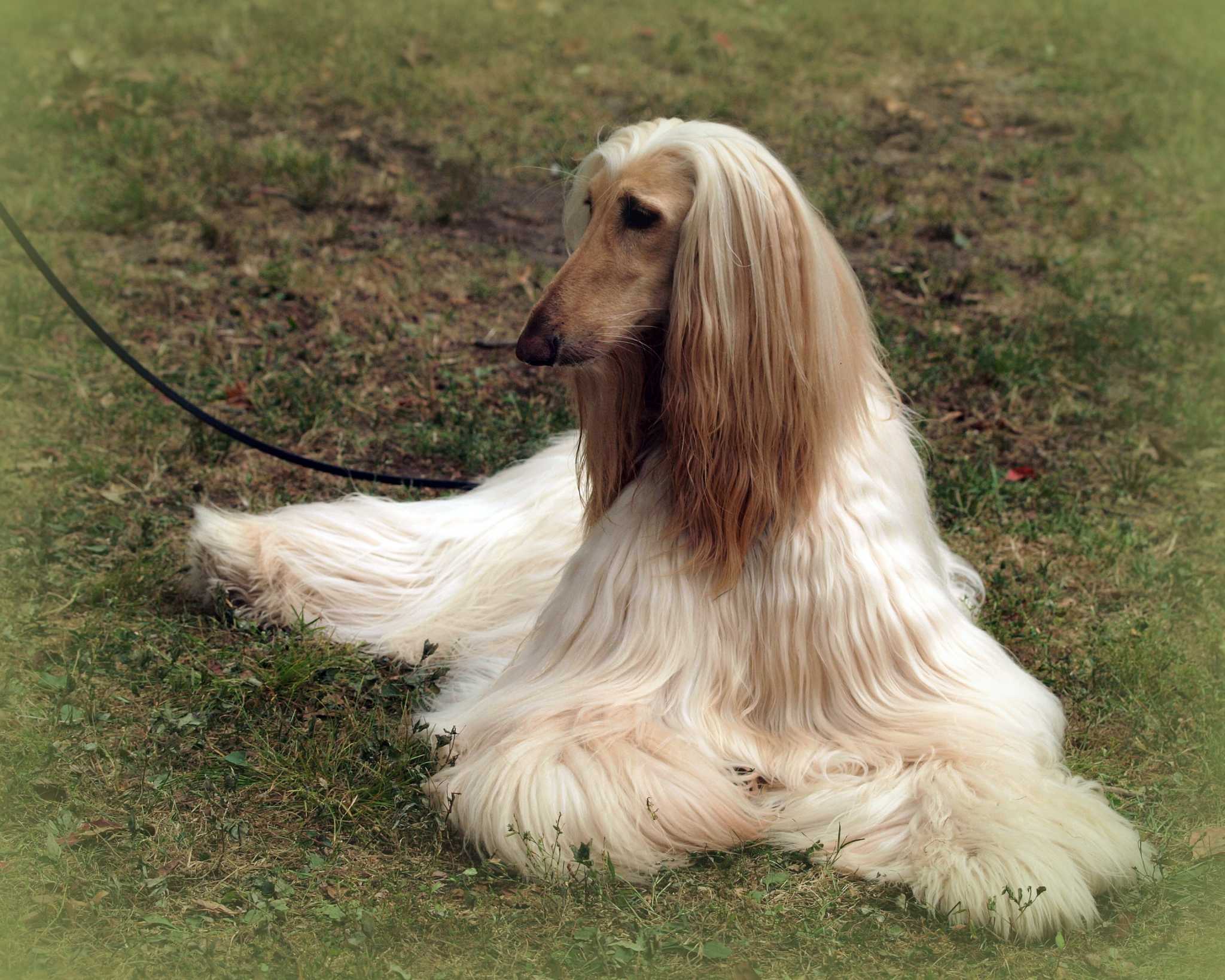 Greenwich Kennel Club invites puppies (and their handlers) to Bruce