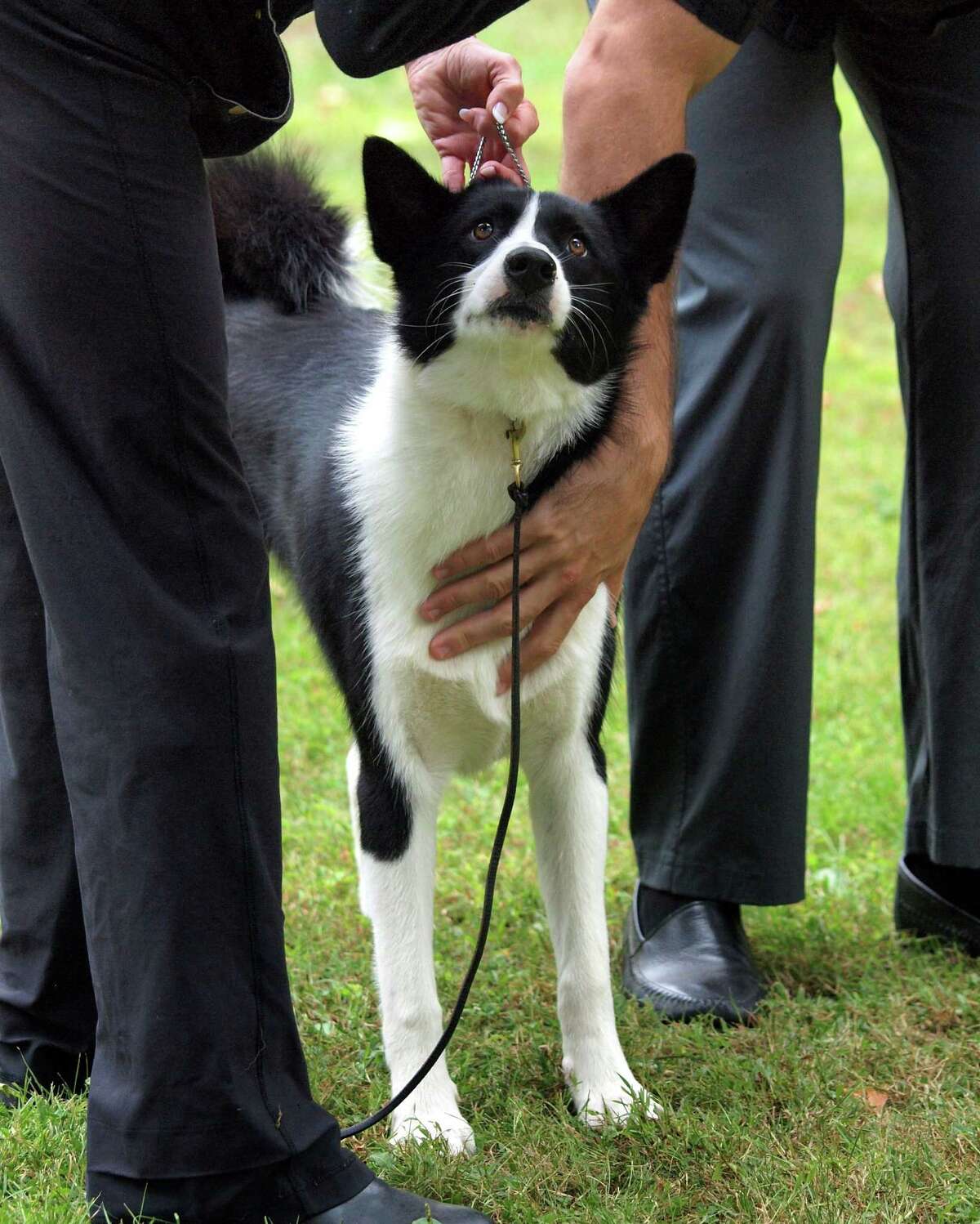 Greenwich Kennel Club invites puppies (and their handlers) to Bruce