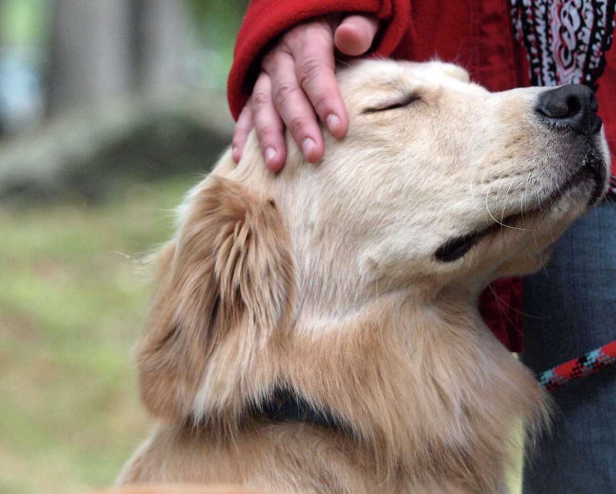 Greenwich Kennel Club invites puppies (and their handlers) to Bruce