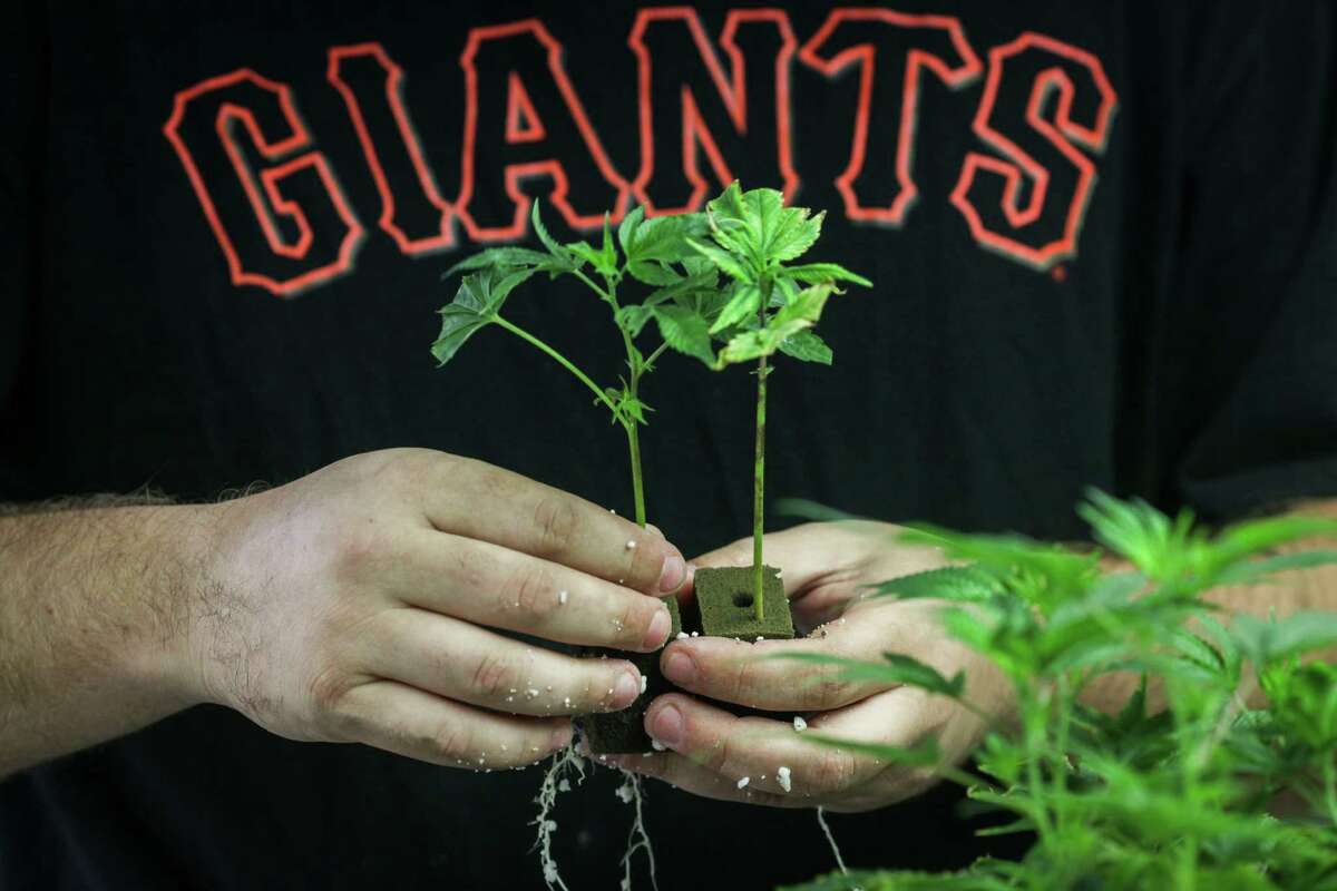 Ben Lesina, a gardener at Wonderland Nursery a marijuana clone farm, sifts through clones in Garberville on May 29th 2015.