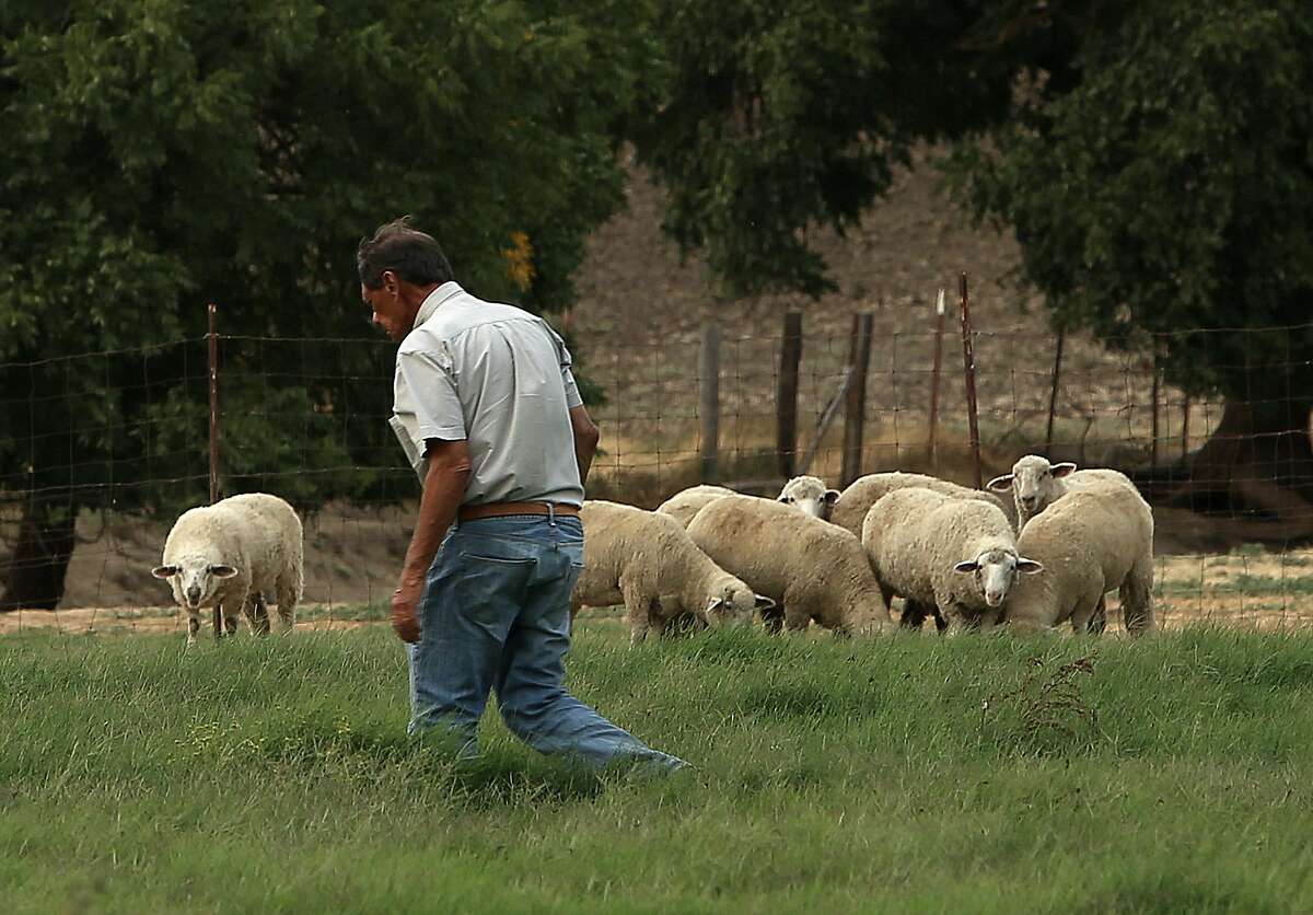 Owner Al Medvitz of McCormack Ranch walks a field with lamb raised for Fatted Calf in Napa and San Francisco at McCormack Ranch in Rio Vista (Solano County).