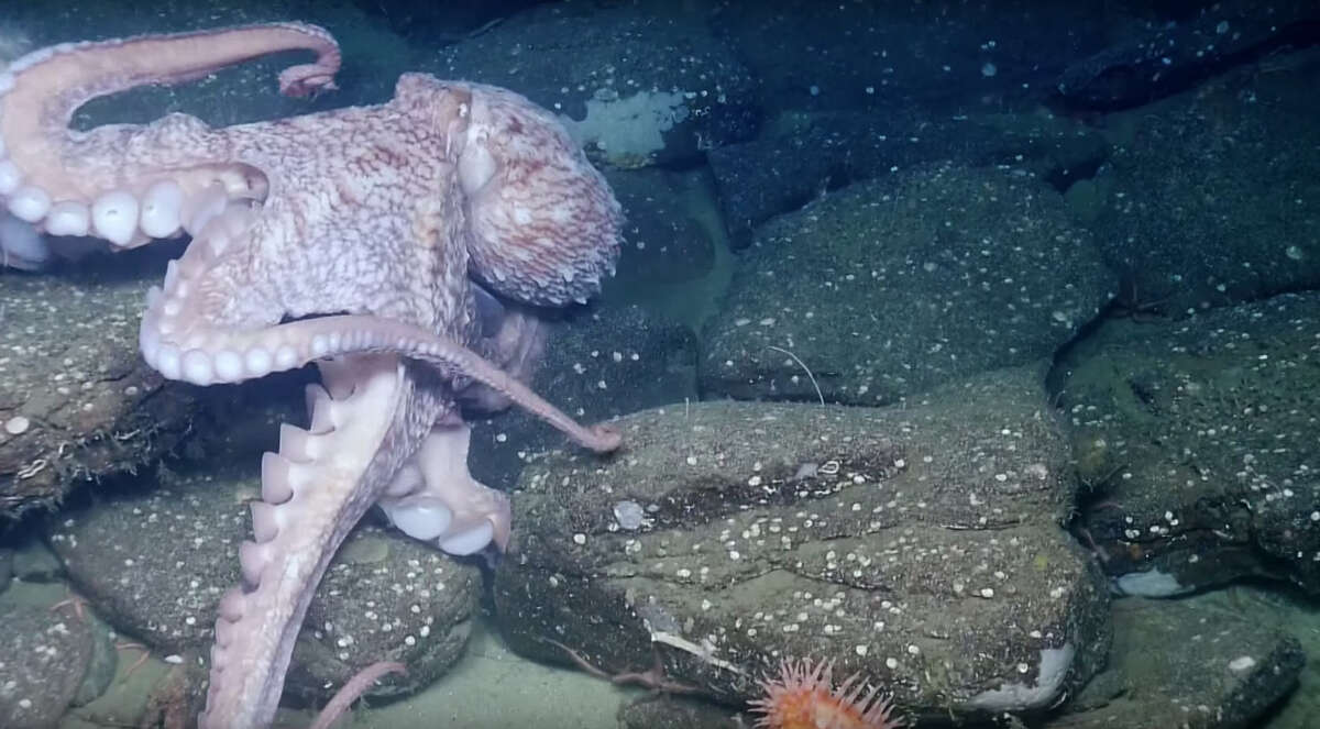 Adorable 'casper octopus' is threatened by deep sea mining