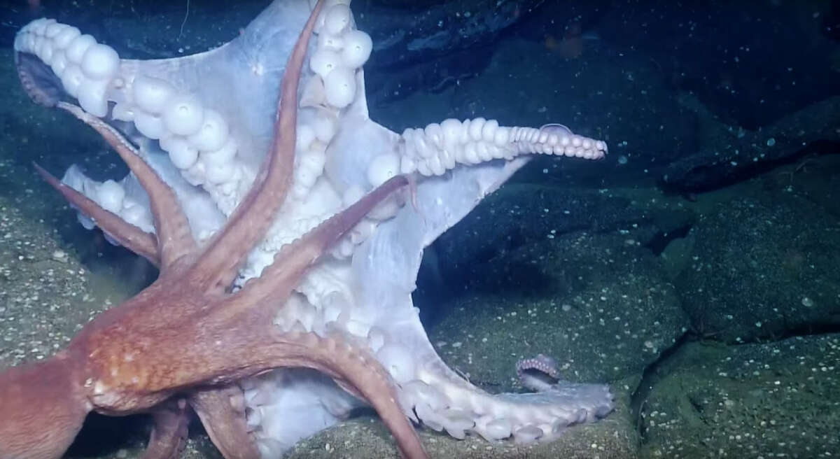 OCTOPUS FIGHT!!!Two octopi duke it out in oceanic octagon