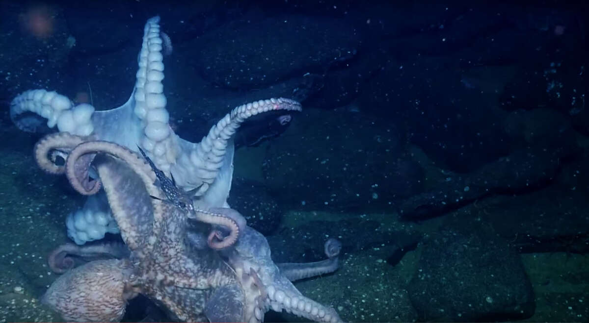 OCTOPUS FIGHT!!!Two octopi duke it out in oceanic octagon