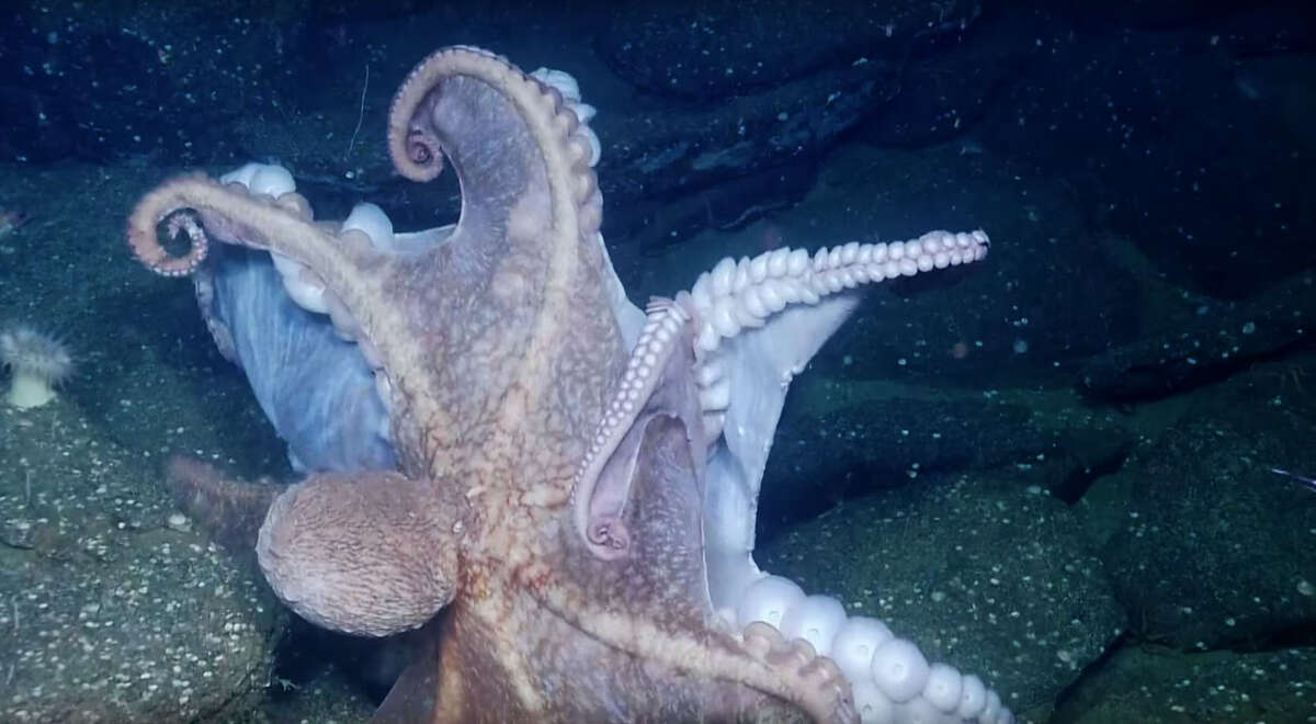 OCTOPUS FIGHT!!!Two octopi duke it out in oceanic octagon