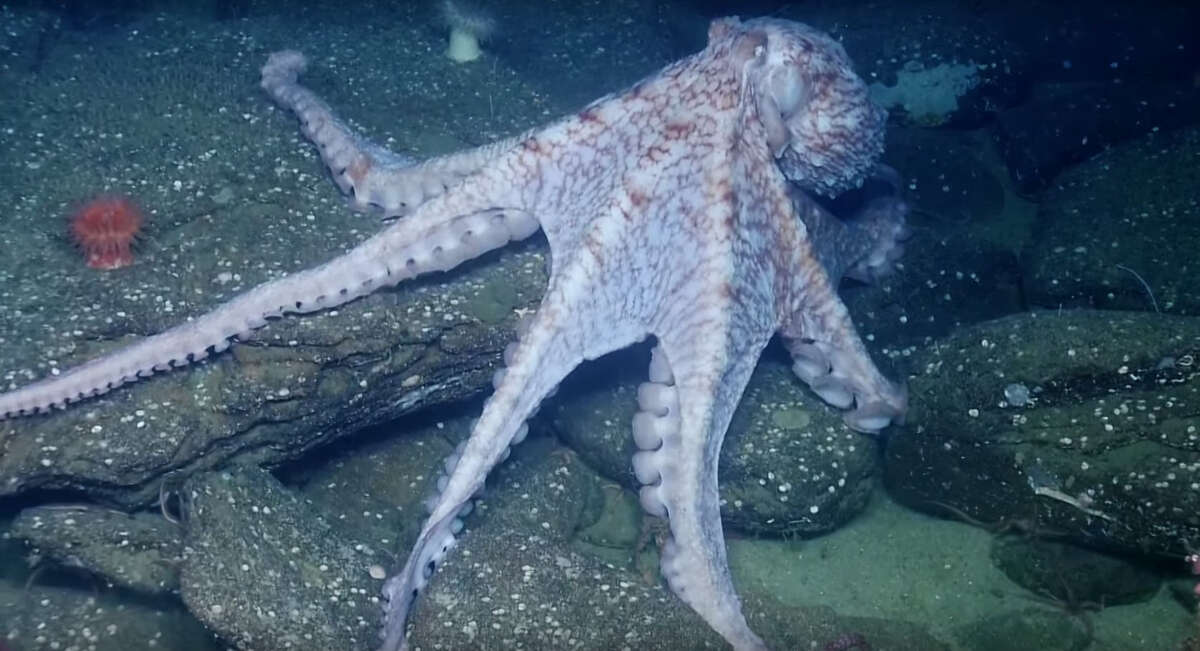 OCTOPUS FIGHT!!!Two octopi duke it out in oceanic octagon