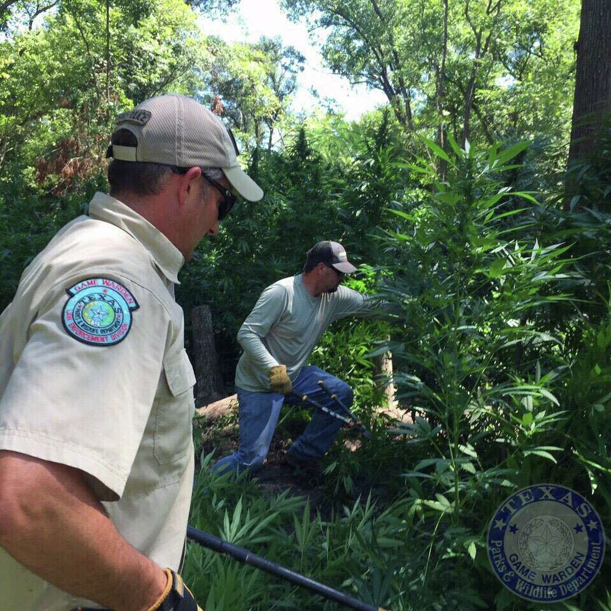 TPWD game wardens removed more than $6 million worth of marijuana plants from state park land over the weekend.