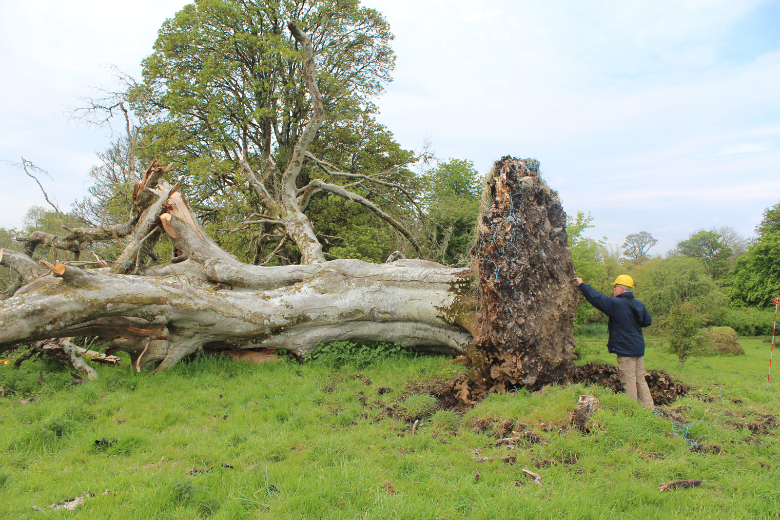 Falling tree