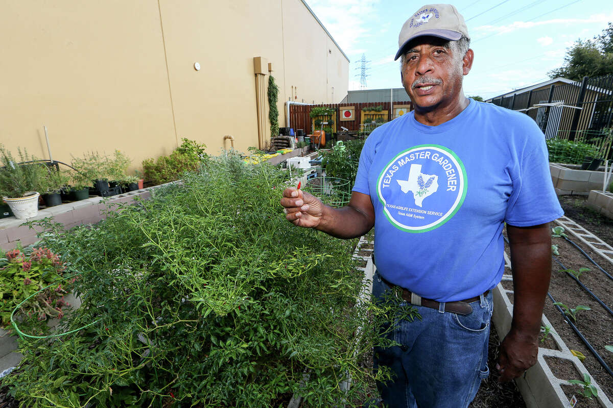 Andrew Waring, a Bexar County master gardener, stands beside an Asian Chili Pepper bush (left) in the vegetable garden at Haven for Hope, 1 Haven for Hope Way, on Sept. 16. Waring oversees the vegetable garden and a butterfly garden at the facility. His goal is to re-establish the vegetable garden that was started by the San Antonio Food Bank so that it can become a teaching garden.